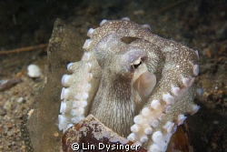 Coconut Octopus coming out of his home - a beer bottle. by Lin Dysinger 